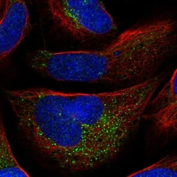 Antizyme inhibitor 1 Antibody, Novus Biologicals:Antibodies:Primary Antibodies